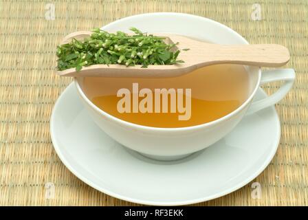 Canadian Horseweed (Conyza canadensis) tea, medicinal tea Stock Photo