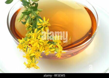 Goldenrod (Solidago virgaurea), herbal tea Stock Photo