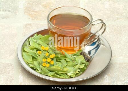 Costmary Tanacetum balsamita Stock Photo - Alamy