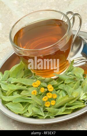 Costmary, Alecost or Balsam Herb (Tanacetum balsamita, Balsamita major), medicinal plant, herbal tea Stock Photo