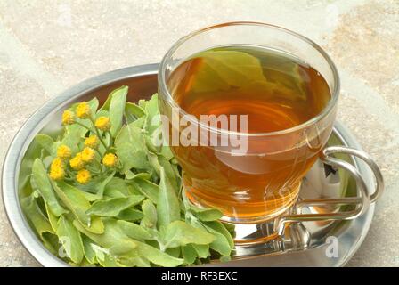 Costmary Tanacetum balsamita Stock Photo - Alamy