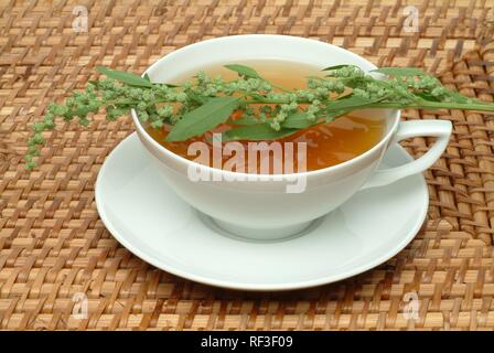 Mugwort or Common Wormwood (Artemisia vulgaris), herbal tea Stock Photo