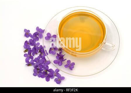 Sweet Violet or Common Violet (Viola odorata), herbal tea, medicinal tea Stock Photo