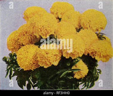 Catalog Spring 1962 Nurseries Horticulture North Carolina