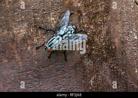 Close up of a Flesh Fly resting on a piece of wood Stock Photo