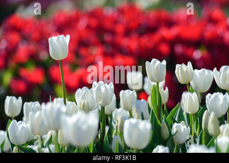 Tulips flowers field in spring Netherlands park. Nature photography Stock Photo