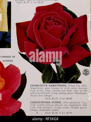 Charlotte Armstrong Rose Stock Photo - Alamy