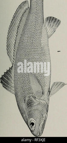 . A catalog of the fishes known from the waters of Korea. Fishes. . Please note that these images are extracted from scanned page images that may have been digitally enhanced for readability - coloration and appearance of these illustrations may not perfectly resemble the original work.. Jordan, David Starr, 1851-1931; Metz, Charles William, 1889-; Carnegie Museum. Pittsburgh, : Published by the authority of the Board of Trustees of the Carnegie Institute Stock Photo