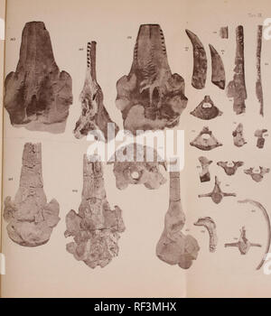Catalogo descrittivo dei Talassoterii rinvenuti nei terreni terziarii del Piemonte e della Liguria. Cetacea Fossil Paleontology. sLi J zT Please note that these images are extracted from scanned page ...