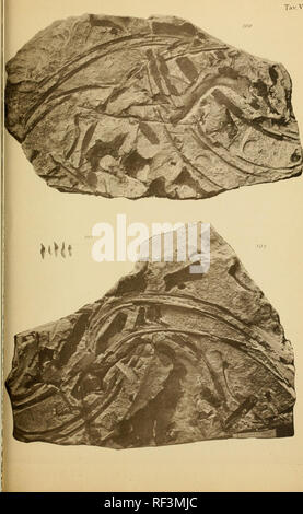 Catalogo descrittivo dei Talassoterii rinvenuti nei terreni terziarii del Piemonte e della Liguria. Cetacea Fossil Paleontology. sLi J zT Please note that these images are extracted from scanned page ...