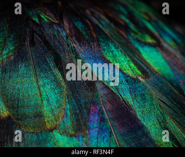 Close up of colorful duck feathers. Vivid colors of the plumage. Stock Photo