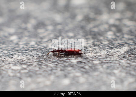 Wet merchant grain beetle in grey background walking on surface. Oryzaephilus mercator Stock Photo