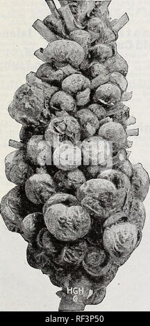 . Catalog. Nurseries (Horticulture) Catalogs; Vegetables Seeds Catalogs; Flowers Seeds Catalogs. II. G. Hastings Co., Seedsmen, Atlanta, Georgia o MANGELS AND HALF SUGARS / a I  |..maUa I mmm Dafl M^nnal Largest and heaviest yielder in the South of all the (41 ) JUtnbO LOng Red Ma SI gel true Mangel beets. Roots grow from one-half, to two-thirds above the surface and are usually eighteen inches to two feet long and four to six inches in diameter The tonnage, or yield, per acre on rich or well fertilized ground is something immense. The Jumbo Mangel or the White French Half-Sugar Mangel ought  Stock Photo