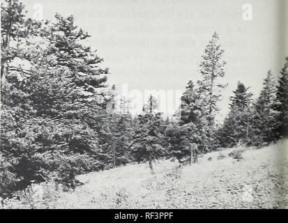 . Estimating productivity on sites with a low stocking capacity. Forests and forestry Mensuration; Forest site quality. Lgure 5.—This uncut ponderosa pine stand, near Bend, Oregon, is growing in a pine/bitter- brush/fescue plant community. Although the site index is 70, basal area per acre is only 85 square feet—about 42 percent of &quot;normal.&quot; The growth rate has slowed from six rings per inch to 30 rings per inch, indicating that the stand is probably overstocked.. Figure 6.—Nonforest (Poa-Danthonia) scablan in Oregon's Blue Mountain area. The forest land in the background is a pine/w Stock Photo