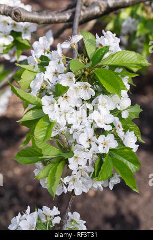 Prunus avium. Sweet Cherry 'Stella' blossom. Stock Photo