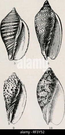 . A catalog of recent Mollusca from all parts of the world. Mollusks. . Please note that these images are extracted from scanned page images that may have been digitally enhanced for readability - coloration and appearance of these illustrations may not perfectly resemble the original work.. Webb, Walter Freeman, b. 1869. St. Petersburg, Fa : W. F. Webb Stock Photo