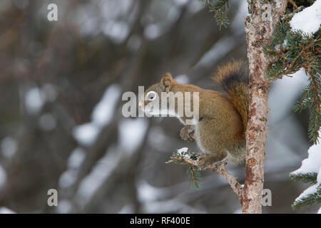 territorial american red squirrel in winter Stock Photo