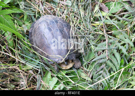 Close up photo of a turtle in Vietnam natural park Stock Photo
