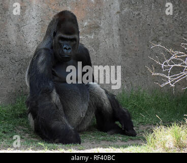 Marcus the Silverback Stock Photo