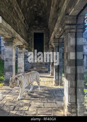 Endangered white Bengal tiger walking in the Asian temple at the wildlife park Pairi Daiza in Brugelette, Belgium Stock Photo