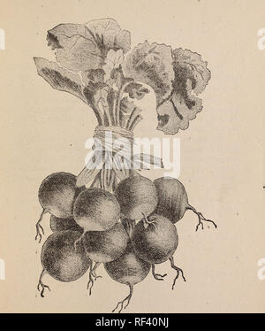 . Catalogo abreviado precio corriente de semillas, etc., etc. :. Vegetables Seeds Catalogs; Fruit Seeds Catalogs; Flowers Seeds Catalogs; Trees Catalogs; Commercial catalogs New York (State) New York. Catálogo Abreviado de J M. Thorburn &amp; Co. 3. RABAXITO ROSADO REDONDO.. Please note that these images are extracted from scanned page images that may have been digitally enhanced for readability - coloration and appearance of these illustrations may not perfectly resemble the original work.. James M. Thorburn &amp; Company; Henry G. Gilbert Nursery and Seed Trade Catalog Collection. New York : Stock Photo