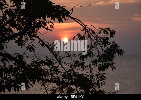 Sun going down behind the Branches of a tree Stock Photo