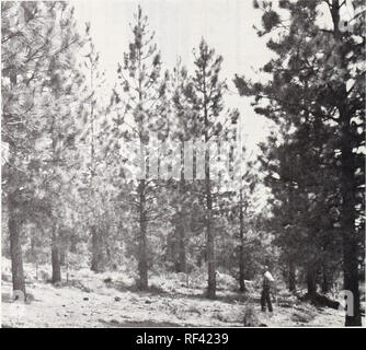 . Response of dwarf mistletoe-infested ponderosa pine to thinning. Dwarf mistletoes; Ponderosa pine Diseases and pests; Ponderosa pine Thinning. Discussion and This study indicates that, for at least a decade, moderately infested stands of Application sapling-sized ponderosa pine thinned to 250 trees per acre will produce as much wood as healthy stands thinned to the same density. This is not a new idea, because Shea (1964) and Belluschi (Shea and Belluschi 1965), working with indi- vidual tree growth rather than per acre wood production, found significant reductions in diameter growth only in Stock Photo