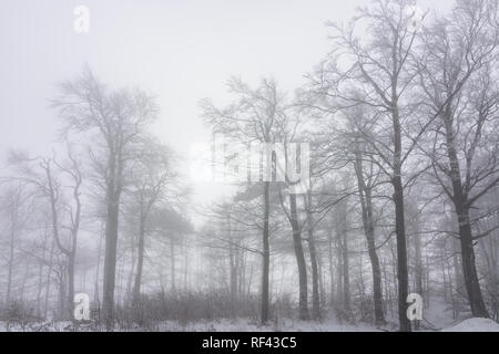 Bad Vöslau: forest in Wienerwald, Vienna Woods, Niederösterreich, Lower Austria, Austria Stock Photo