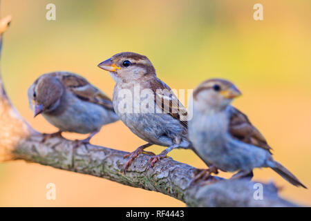three sparrows sit on a beautiful branch Stock Photo