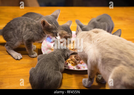 Four little oriental shorthair kittens eating from a plate Stock Photo