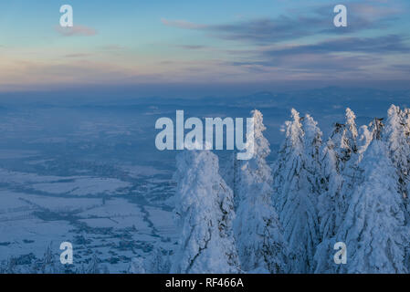Land of the snow - pine trees covered with white powder on snowy aerial background Stock Photo