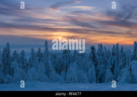 Immerse winter scene, pine tree forest covered by snow with colorful cloudscape Stock Photo