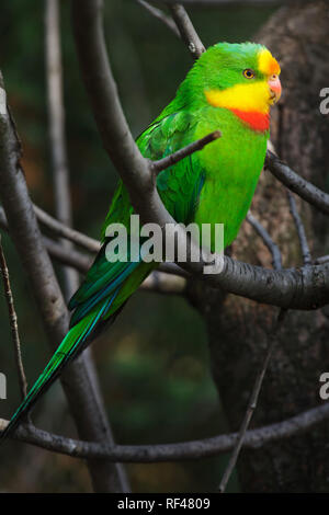 Superb parrot (Polytelis swainsonii), also known as the Barraband's parrot. Stock Photo