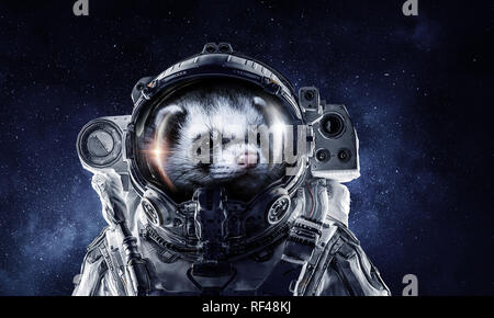 Astronaut ferret wearing space suit against starry sky. Mixed media Stock Photo