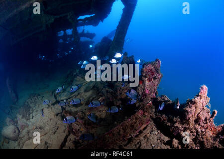 HMS Maori Wreck in Malta Stock Photo