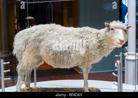 Dolly was the first mammal cloned from an adult somatic cell using nuclear transfer. She is now stuffed & on display in National Museum of Scotland. Stock Photo