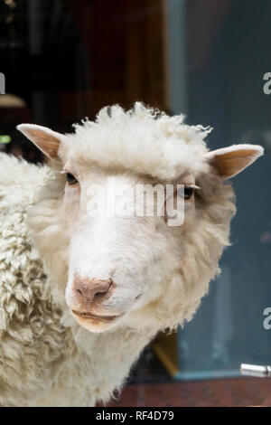 Dolly was the first mammal cloned from an adult somatic cell using nuclear transfer. She is now stuffed & on display in National Museum of Scotland. Stock Photo