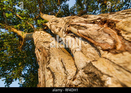 Wildlife can cause damage to trees by rubbing against them or peeling off their bark as evidenced by the scars on this huge fig tree, Ficus, Malawi. Stock Photo