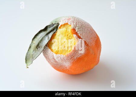 Rotten orange with dry leaf, damaged bark and covered with white mold isolated on white background Stock Photo