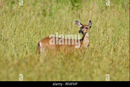 Black-tailed deer in meadow at Prairie Creek Redwoods State Park in northern California.