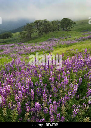Lupine and oak trees at Childs Hill Prairie on Bald Hills Road, Redwoods National and State Parks, California. Stock Photo