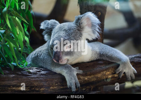 Queensland koala (Phascolarctos cinereus adustus) at Dresden Zoo, Saxony, Germany. Male Queensland koala called Iraga was born on August 4, 2011 at Duisburg Zoo, Germany. Stock Photo