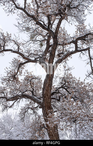 after the snowfall on the Corrales bosque (river forest), New Mexico Stock Photo