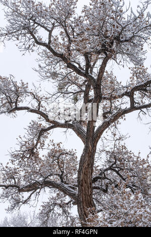 after the snowfall on the Corrales bosque (river forest), New Mexico Stock Photo