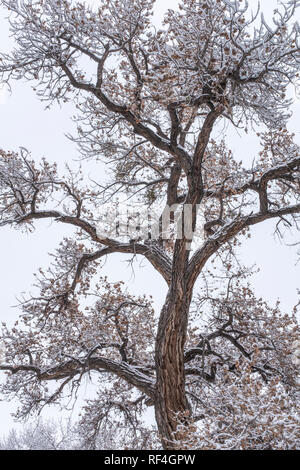 after the snowfall on the Corrales bosque (river forest), New Mexico Stock Photo