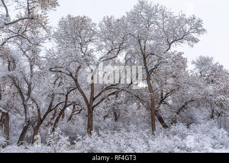 after the snowfall on the Corrales bosque (river forest), New Mexico Stock Photo