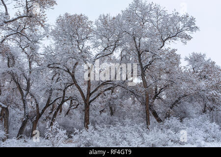 after the snowfall on the Corrales bosque (river forest), New Mexico Stock Photo