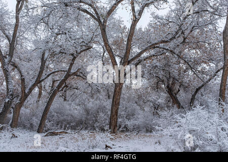 after the snowfall on the Corrales bosque (river forest), New Mexico Stock Photo