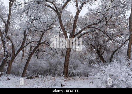 after the snowfall on the Corrales bosque (river forest), New Mexico Stock Photo
