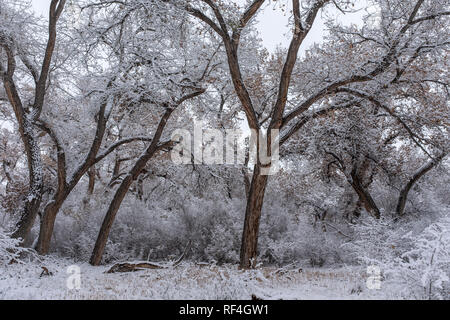 after the snowfall on the Corrales bosque (river forest), New Mexico Stock Photo